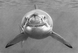 Great White Approaching by James Zegar