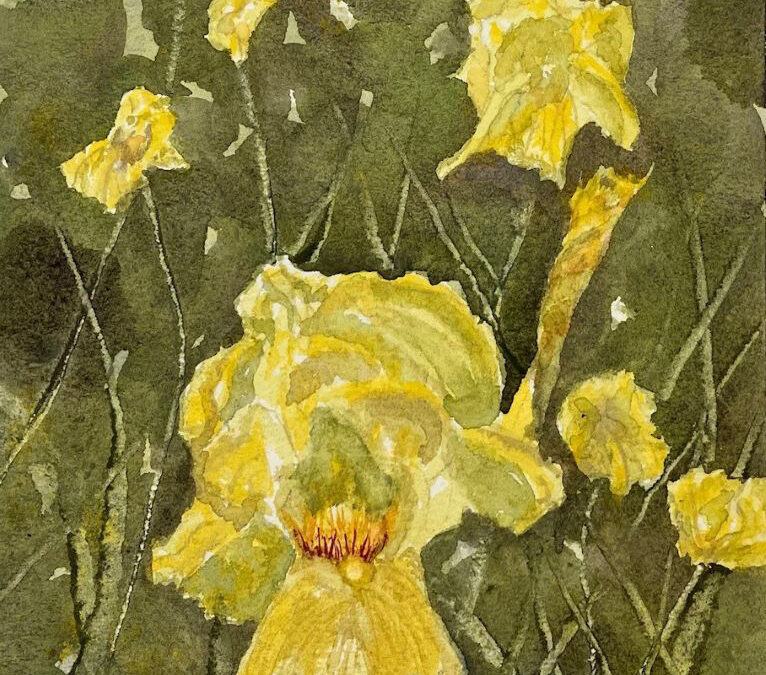 “Pure as Gold Iris,” Fairport, NY