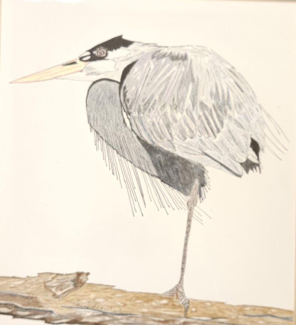 Great Blue by Bill Ebersbach