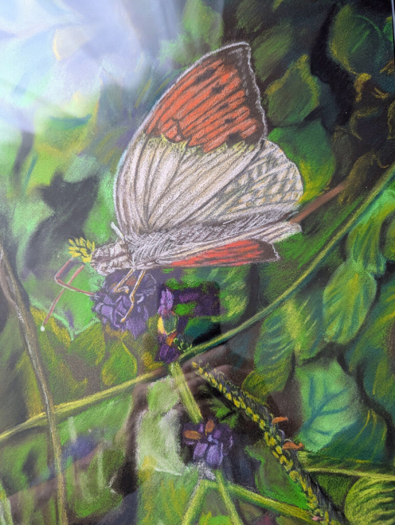 Butterfly One by Roger Rouse Butterfly One by Roger Rouse