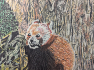 Red Panda by Roger Rouse Red Panda by Roger Rouse