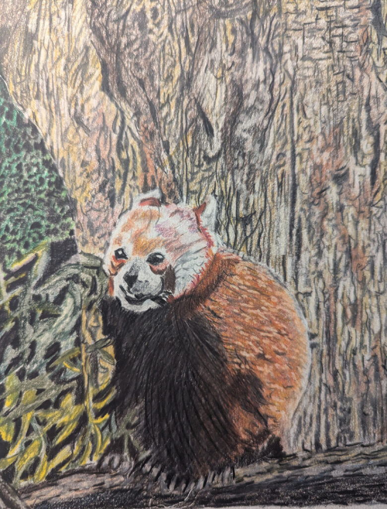 Red Panda by Roger Rouse Red Panda by Roger Rouse