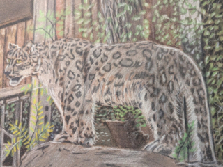 Snow Leopard by Roger Rouse Snow Leopard by Roger Rouse