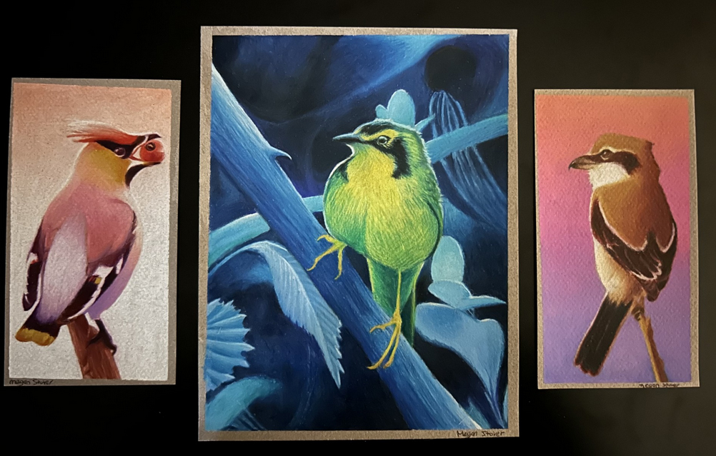 Bird paintings by Megan Stover