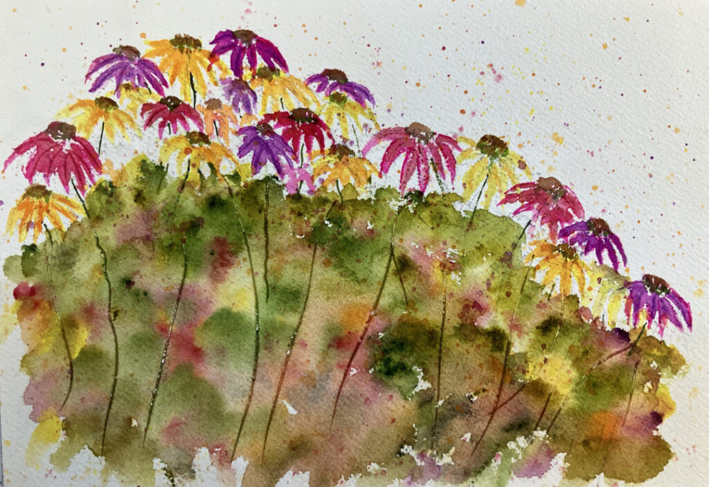 Echinacea Color Explosion by Doug Bloom Echinacea Color Explosion by Doug Bloom