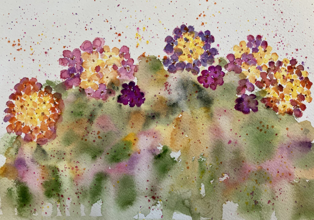 Lantana Explosion by Doug Bloom Lantana Explosion by Doug Bloom
