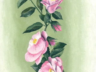 Amazing-Roses by John Heister Amazing-Roses by John Heister